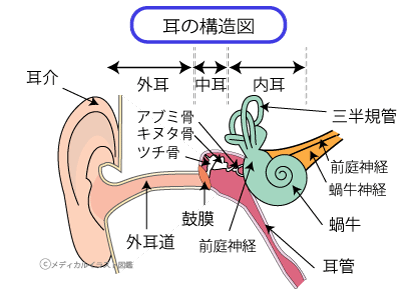 耳の構造図