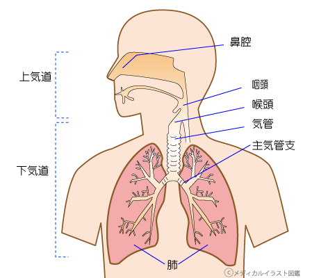 胸部臓器