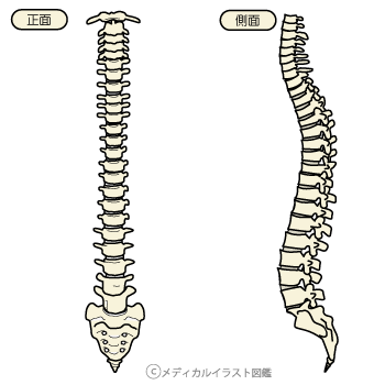 脊柱