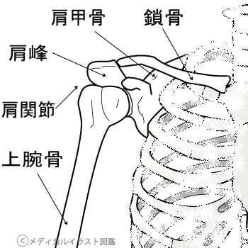 鎖骨肩甲骨など