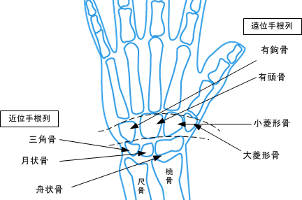 手首の骨