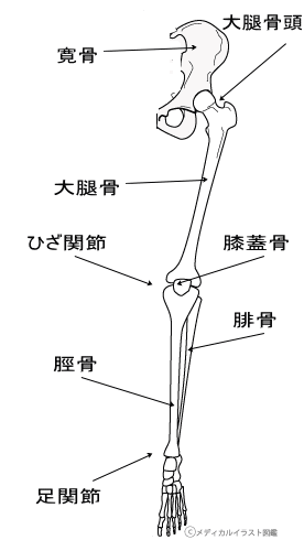 下肢の骨